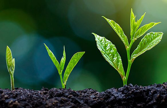 growing-plants